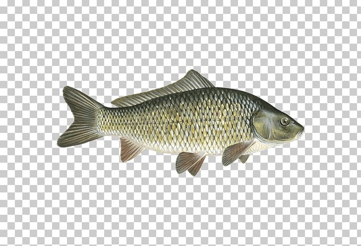 Cod Carp Bass Barramundi Taramasalata PNG, Clipart, Animals, Aquaculture, Barramundi, Bass, Bony Fish Free PNG Download