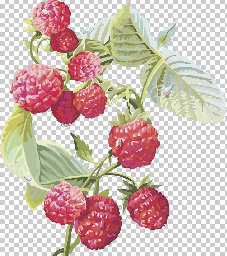 Frutti Di Bosco Red Raspberry Musk Strawberry Fruit PNG, Clipart, Blackberries, Blackcurrant, Cherry, Food, Fruit Nut Free PNG Download