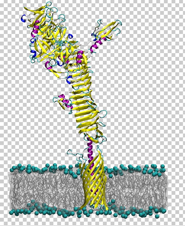 Autotransporter Domain Protein Domain Membrane Protein E. Coli PNG, Clipart, Area, Art, Autotransporter Domain, Bacteria, Bacterial Outer Membrane Free PNG Download
