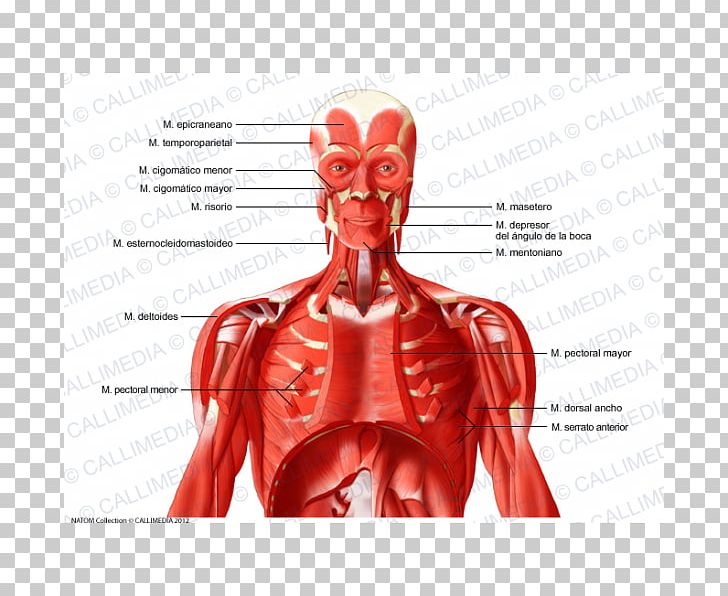 Intercostal Muscle Human Body Neck Muscular System PNG, Clipart, Anatomy, Anterior Triangle Of The Neck, Blood Vessel, Deltoid Muscle, Fictional Character Free PNG Download