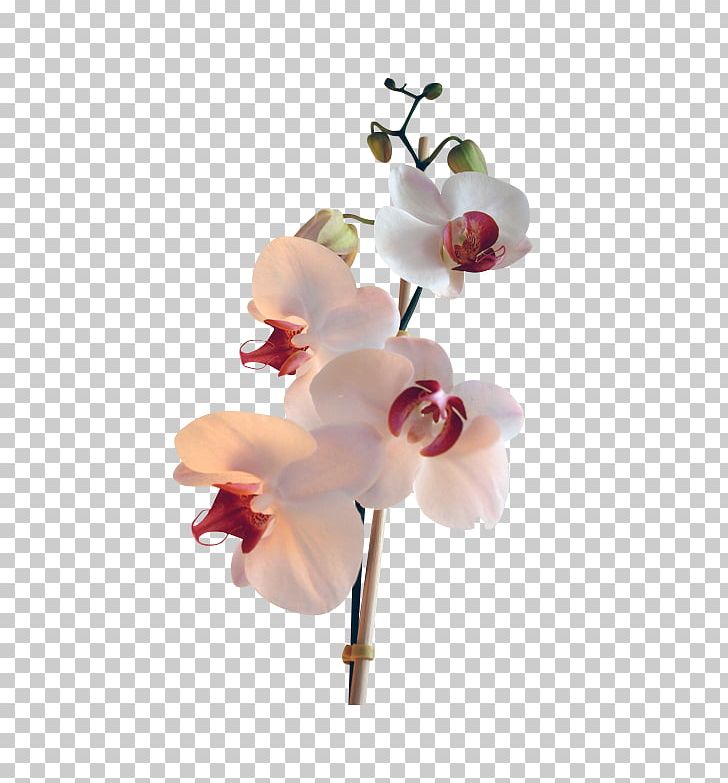 Moth Orchids Portable Network Graphics Flower PNG, Clipart, Blog, Blossom, Branch, Cut Flowers, Digital Image Free PNG Download