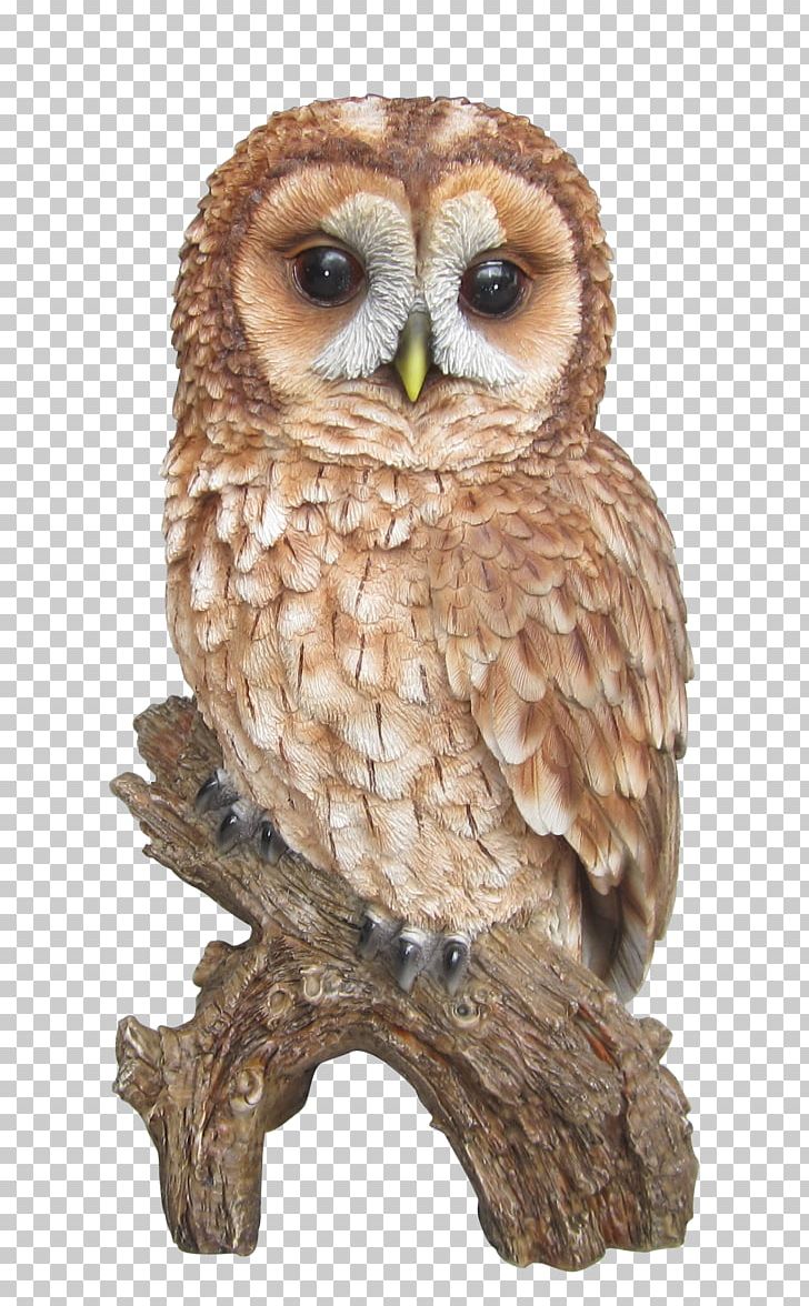 Tawny Owl Barn Owl Barred Owl PNG, Clipart, Amelia, Animal, Animals, Barn Owl, Barred Owl Free PNG Download