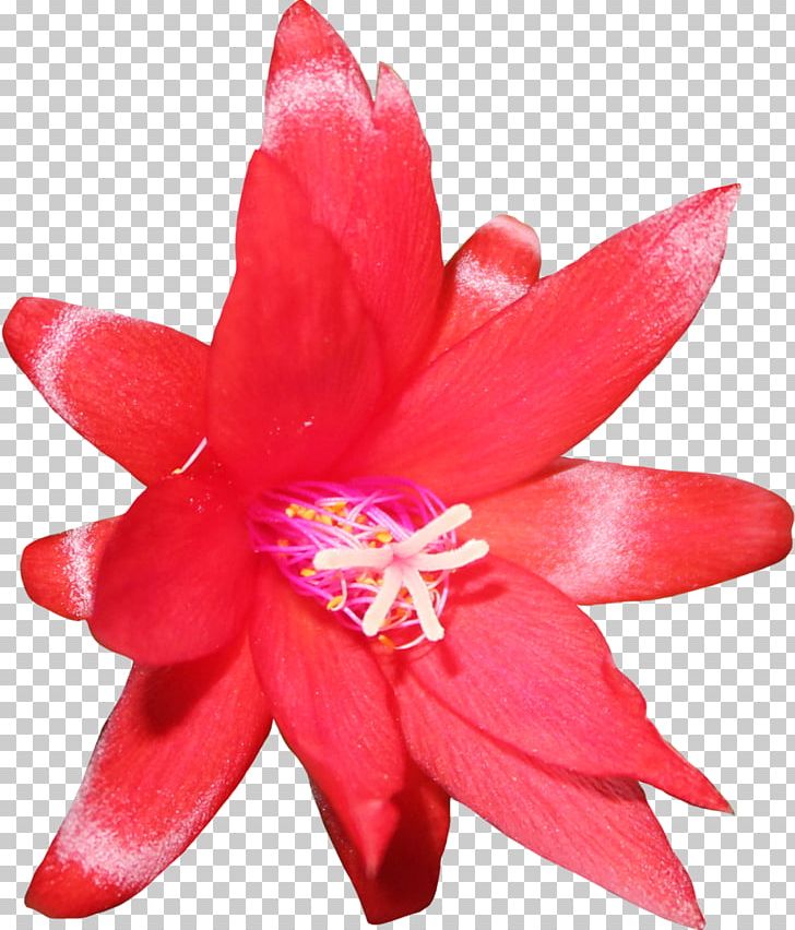 Flower Cactaceae Saguaro PNG, Clipart, Arid, Cactaceae, Closeup, Epiphyllum, Flora Free PNG Download