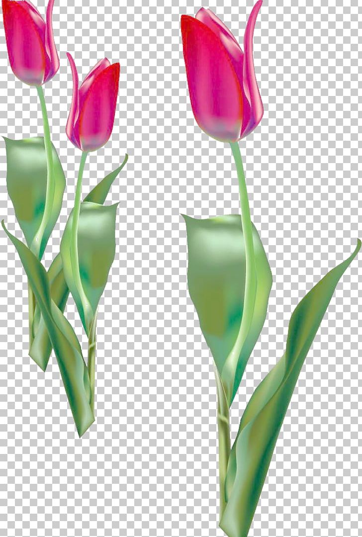 Tulip Flower Purple PNG, Clipart, Artificial Flower, Bouquet, Bud, Cdr, Cut Flowers Free PNG Download