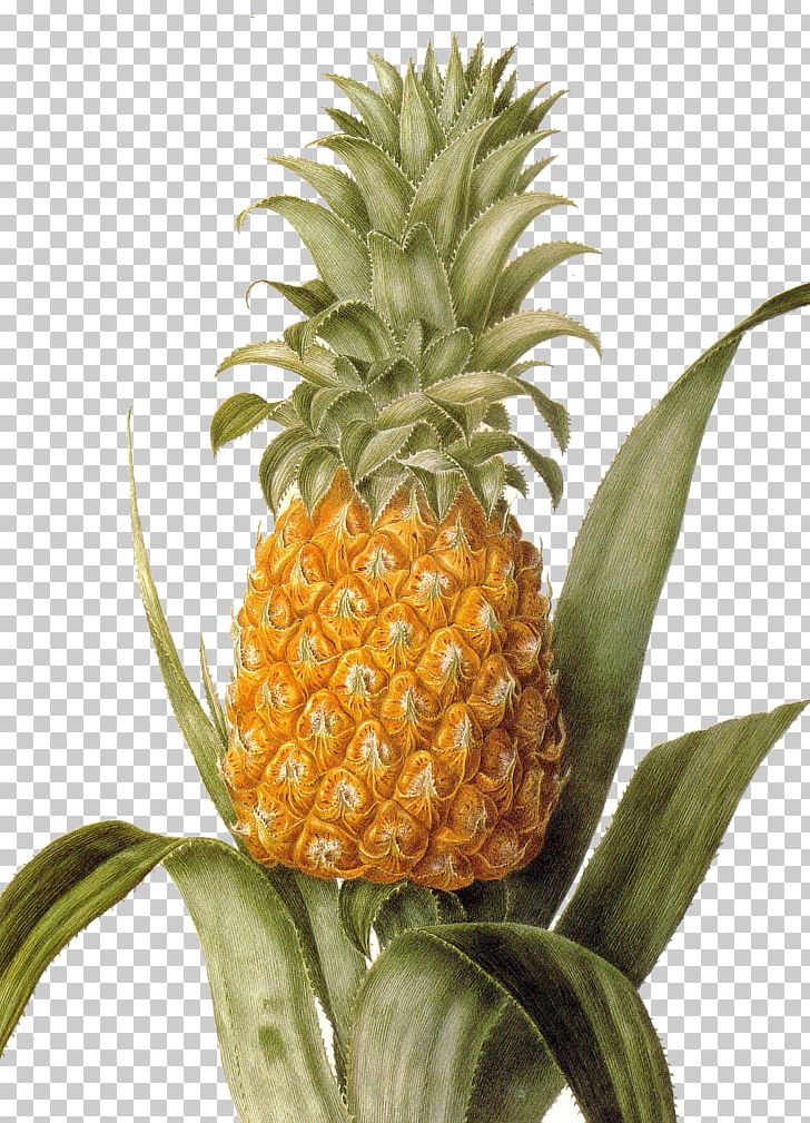 Pineapple Lithography Artist Tropical Fruit Painting PNG, Clipart, Allposterscom, Ananas, Art, Artist, Bromeliaceae Free PNG Download