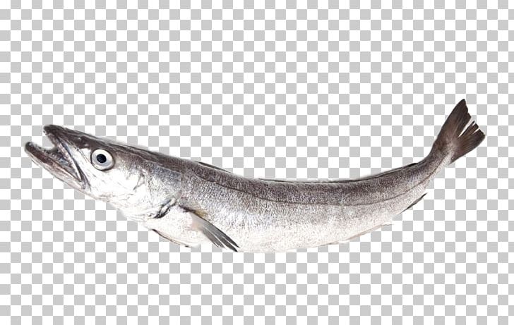 Sardine Merluccius Merluccius Silver Hake Whiting PNG, Clipart, Anchovy, Animals, Animal Source Foods, Barramundi, Bony Fish Free PNG Download
