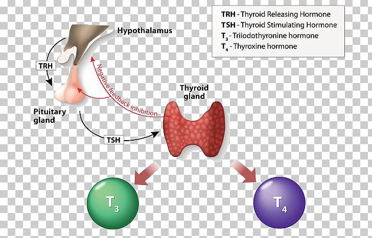 Thyroid Hormones Triiodothyronine Thyroxine Thyroid-stimulating Hormone PNG, Clipart, Angle, Blood, Diagram, Ear, Fashion Accessory Free PNG Download