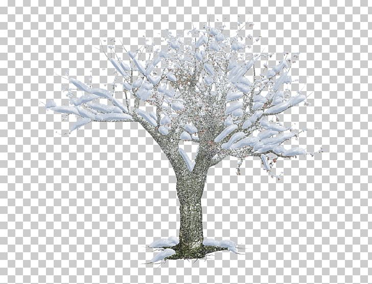 Winter PNG, Clipart, Branch, Frost, Others, Snow, Snow Trees Free PNG Download
