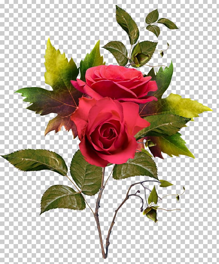 Garden Roses Cut Flowers Cabbage Rose PNG, Clipart, Cut Flowers, Encapsulated Postscript, Floral Design, Floribunda, Floristry Free PNG Download