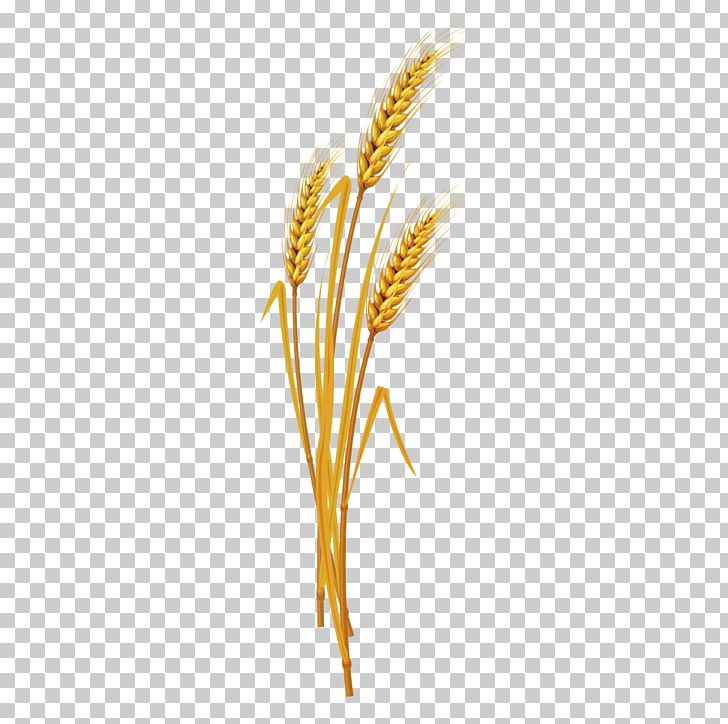Google S Search Engine PNG, Clipart, Cartoon, Cartoon Wheat, Commodity, Download, Food Free PNG Download