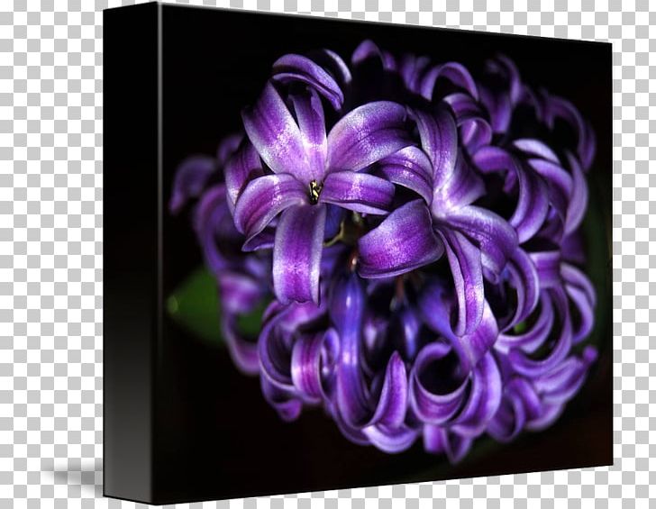 Hyacinth Floral Design Petal Flower PNG, Clipart, Art, Floral Design, Flower, Flowering Plant, Hyacinth Free PNG Download
