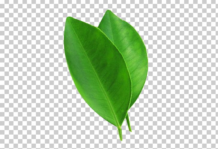 Juice Leaf Lemonade PNG, Clipart, Auglis, Autumn Leaves, Banana Leaves, Download, Encapsulated Postscript Free PNG Download