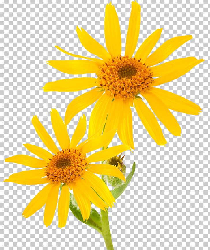 Mountain Arnica Essential Oil Cream Skin Care Therapy PNG, Clipart, Annual Plant, Arnica, Bruise, Chrysanths, Cut Flowers Free PNG Download