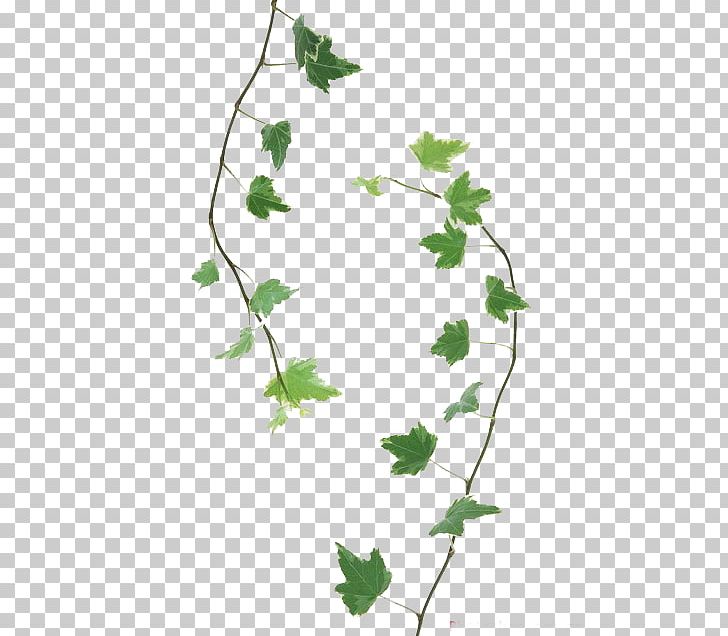 Twig Leaf Branch Drawing PNG, Clipart, Branch, Drawing, Flora, Flower, Flower Bouquet Free PNG Download