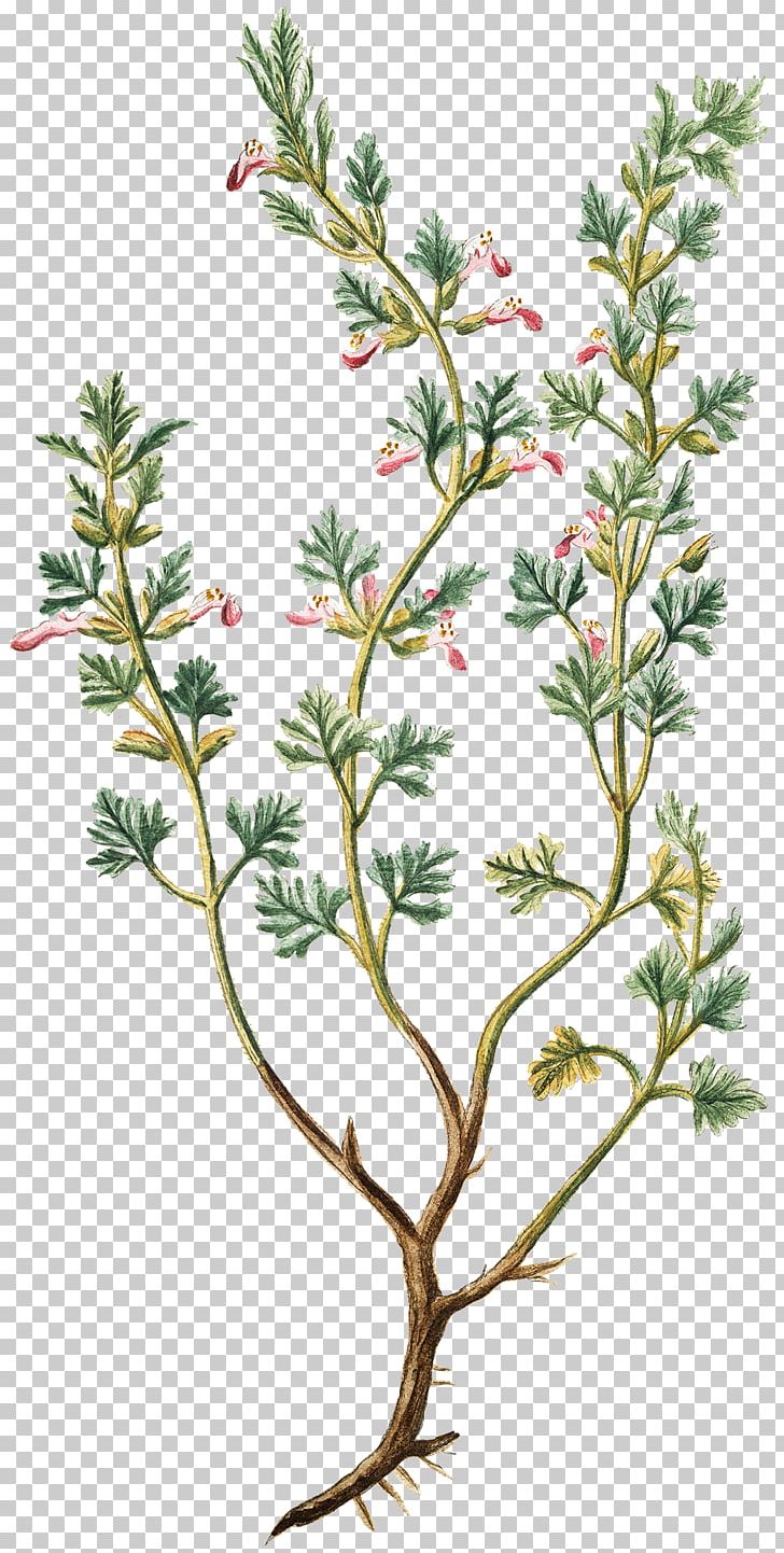 Wall Germander Wall Decal Twig Herb PNG, Clipart, Branch, Decorative Arts, Flora, Flower, Flowering Plant Free PNG Download
