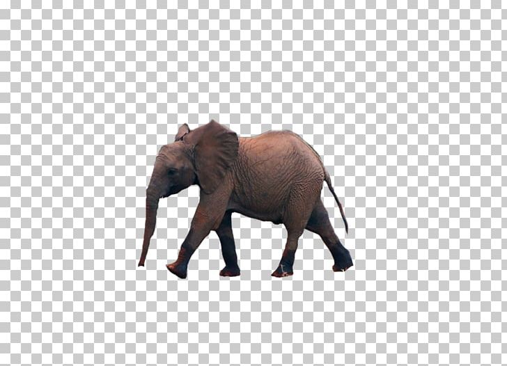 African Elephant Indian Elephant Animal Tusk PNG, Clipart, African Elephant, Animal, Animal Figure, Animals, Asian Elephant Free PNG Download