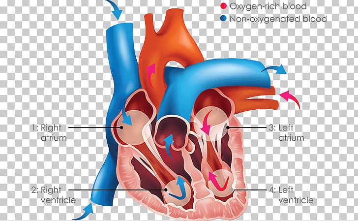Inferior Vena Cava Superior Vena Cava Venae Cavae Vein Heart PNG, Clipart, Anatomy, Aorta, Artery, Atrium, Blood Vessel Free PNG Download