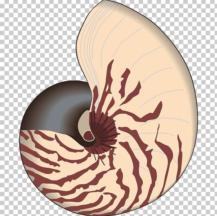 Seashell Bivalvia Mathematics PNG, Clipart, Animals, Bivalvia, Chambered Nautilus, Cockle, Conch Free PNG Download