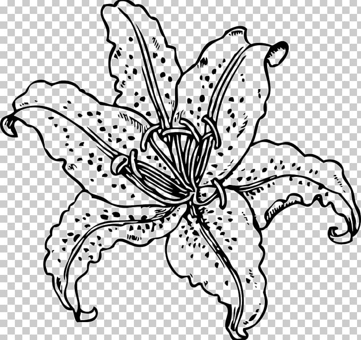 Tiger Lily Coloring Book Golden-rayed Lily Drawing PNG, Clipart, Animals, Artwork, Black And White, Bloom, Book Free PNG Download