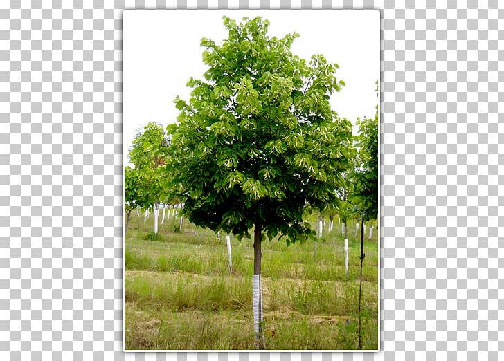 Tilia Cordata Oak Tree Nursery Fraser Fir PNG, Clipart, Bald Cypress, Balsam Fir, Boxelder Maple, Evergreen, Fir Free PNG Download