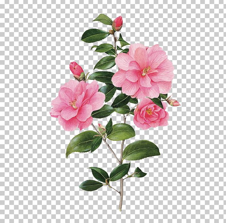Watercolor Painting Botanical Illustration Paper Botany Printmaking PNG, Clipart, Artist, Blossom, Branch, Camellia, Camellia Sasanqua Free PNG Download