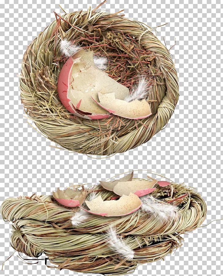 Bird Nest PNG, Clipart,  Free PNG Download