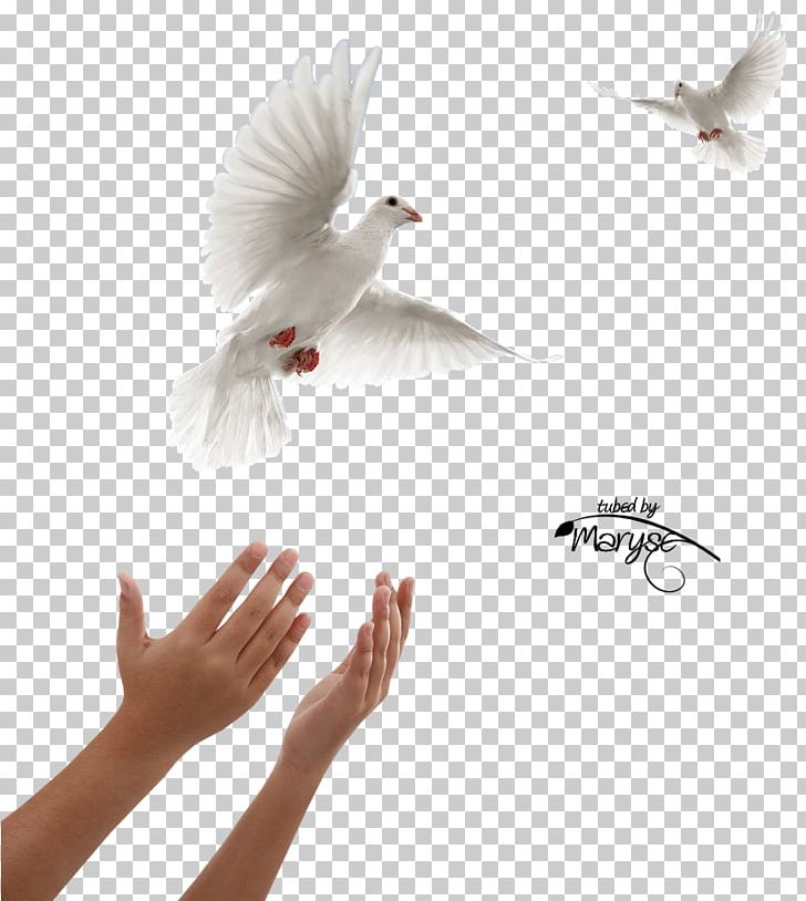 Columbidae Domestic Pigeon Squab Release Dove Doves As Symbols PNG, Clipart, Animals, Art, Beak, Bird, Blog Free PNG Download