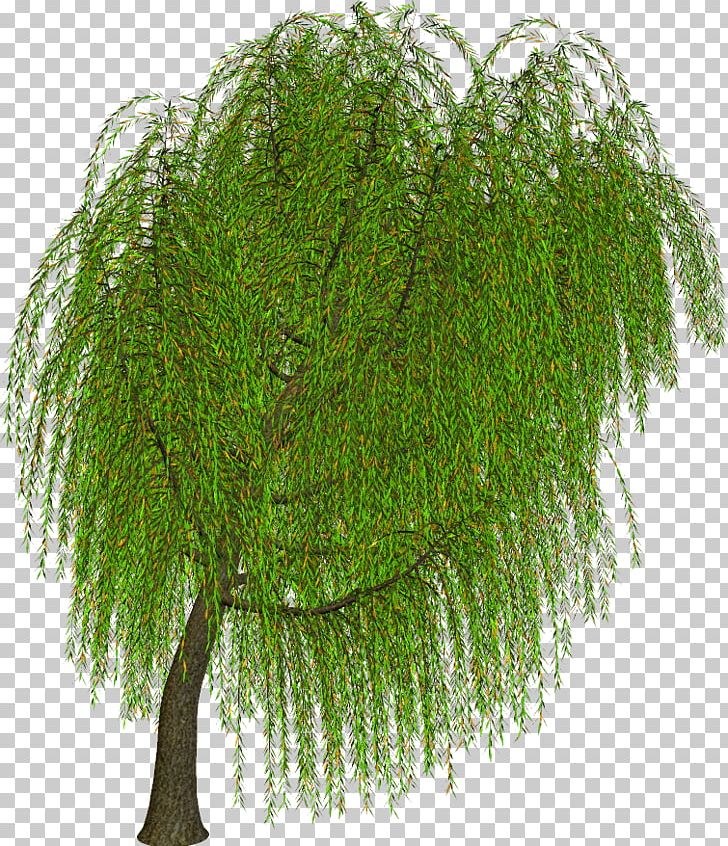 Fern PNG, Clipart, Branch, Evergreen, Fern, Ferns And Horsetails, Grass Free PNG Download
