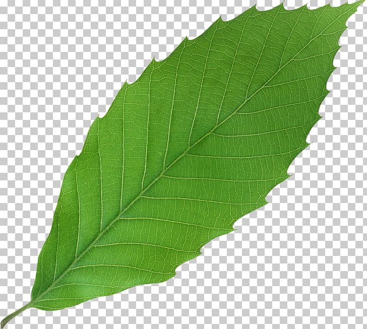 Leaf Plant Green PNG, Clipart, Apple, Beet, Bladnerv, Green, Leaf Free PNG Download