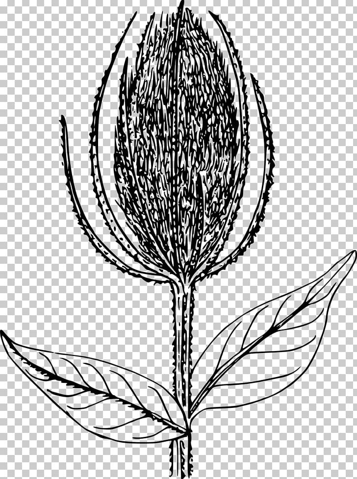 Line Art PNG, Clipart, Artwork, Bitki, Black And White, Branch, Commodity Free PNG Download