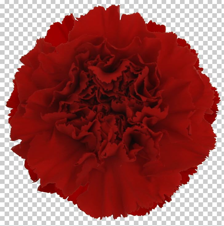 Cut Flowers Carnation Yekaterinburg Red PNG, Clipart, Carnation, Cut Flowers, Dianthus, Floral Design, Flower Free PNG Download