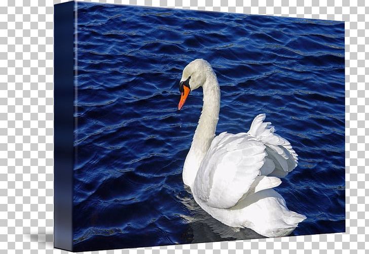 Cygnini Fauna Beak Feather PNG, Clipart, Animals, Beak, Bird, Cygnini, Ducks Geese And Swans Free PNG Download
