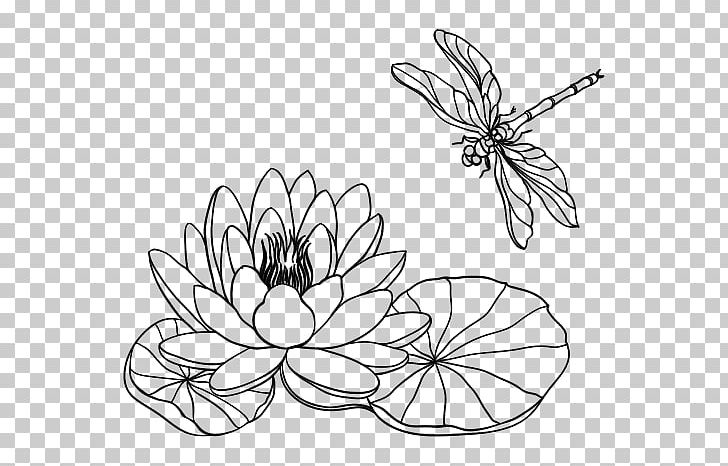 Drawing Lilium Water Lily Line Art PNG, Clipart, Area, Art, Artwork, Black, Black And White Free PNG Download