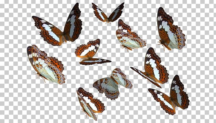 Monarch Butterfly PNG, Clipart, Butterflies, Butterfly, Butterfly Group, Color, Fauna Free PNG Download
