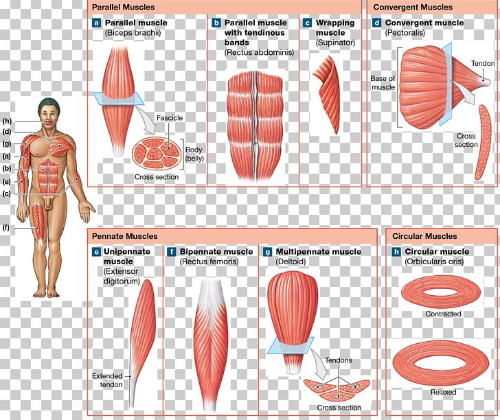 Muscle Fascicle Anatomy Human Body Pennate Muscle PNG, Clipart, Abdomen, Anatomy, Blood Vessel, Circulatory System, Connective Tissue Free PNG Download