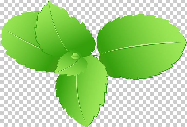 Leaf Green PNG, Clipart, Background Green, Coreldraw, Drinking, Encapsulated Postscript, Fall Leaves Free PNG Download