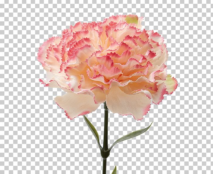 Carnation Cut Flowers Peony Moth Orchids PNG, Clipart, Artificial Flower, Carnation, Cut Flowers, Deko, Flower Free PNG Download
