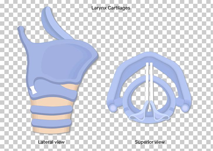 Muscles Of The Larynx Laryngeal Cancer Anatomy PNG, Clipart, Anatomy, Arm, Arytenoid Cartilage, Cartilage, Finger Free PNG Download