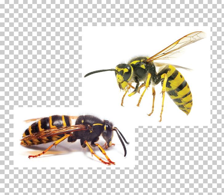 Characteristics Of Common Wasps And Bees Hornet Insect Yellowjacket PNG, Clipart, Arthropod, Bee, Buzz, Common Wasp, Eastern Yellowjacket Free PNG Download