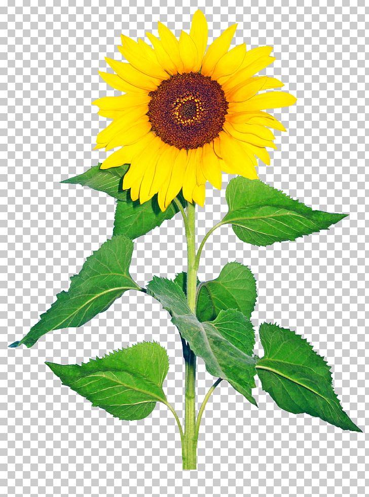 Common Sunflower Helianthus Giganteus Cut Flowers Drawing PNG, Clipart, Annual Plant, Botanical Illustration, Common Sunflower, Cut Flowers, Daisy Family Free PNG Download