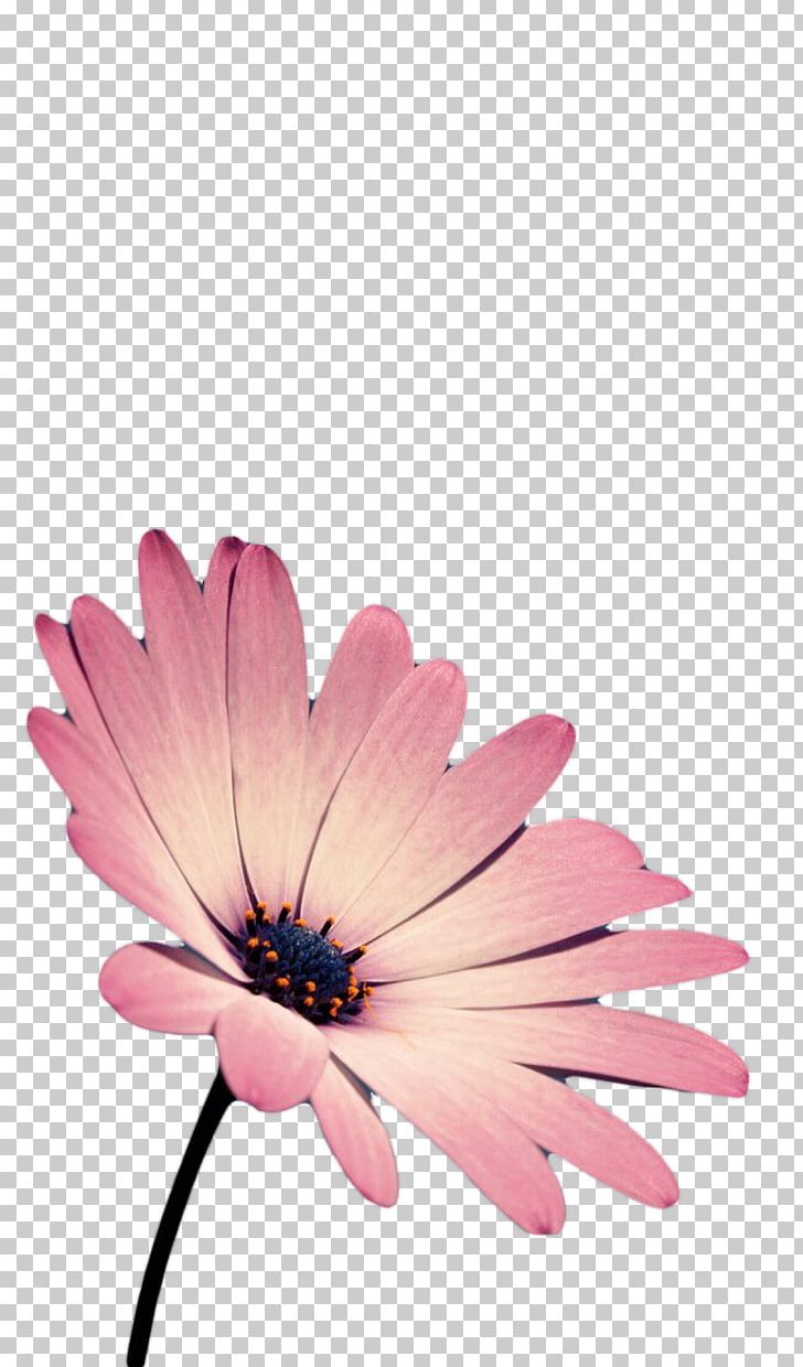 Gerbera Jamesonii PNG, Clipart, Blog, Closeup, Computer Wallpaper, Daisy Family, Euclidean Vector Free PNG Download