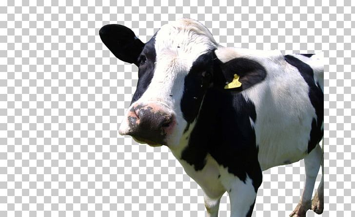Holstein Friesian Cattle Calf The Cow Gyr Cattle Goat PNG, Clipart, Animals, Calf, Cash Cow, Cattle, Cattle Like Mammal Free PNG Download