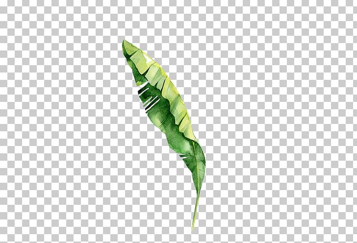 Tropics Tropical Rainforest PNG, Clipart, Art, Leaf, Painting, Plant, Plant Stem Free PNG Download