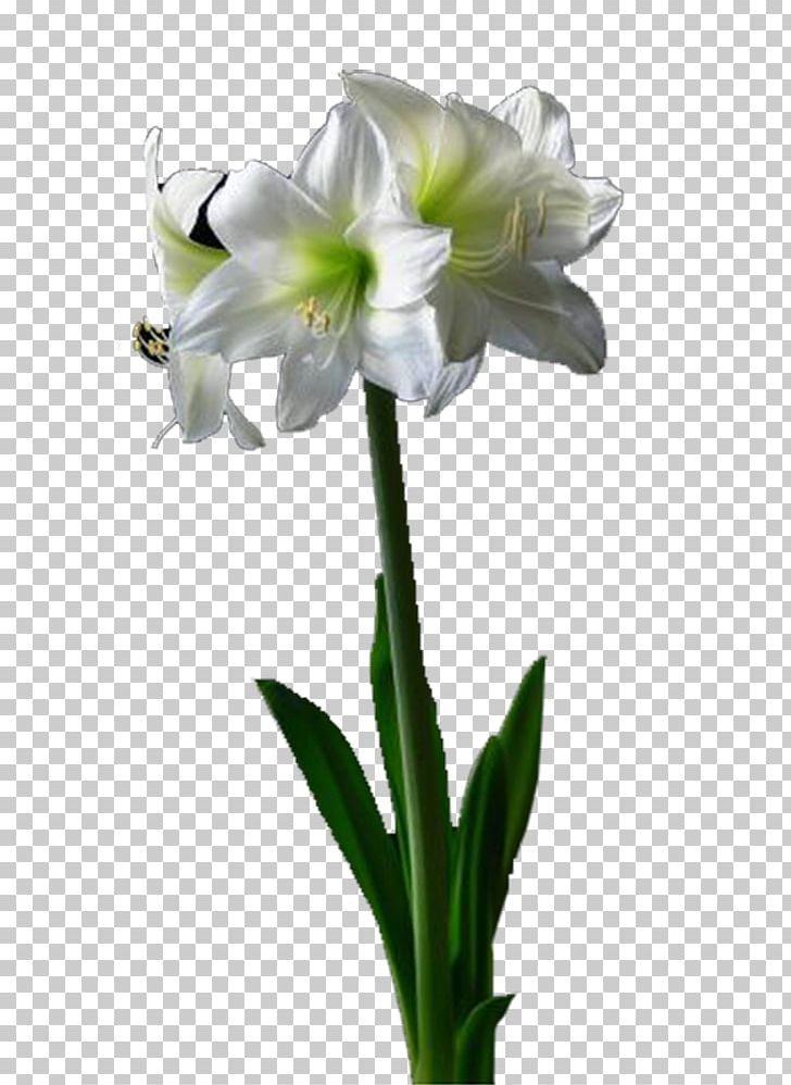 Amaryllis Belladonna Lilium Cut Flowers PNG, Clipart, Amaryllis, Amaryllis Belladonna, Amaryllis Family, Cut Flowers, Flower Free PNG Download