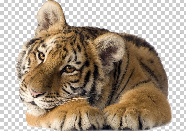 Cat Desktop Lion Siberian Tiger PNG, Clipart, Animal, Animals, Big Cats, Carnivoran, Cat Like Mammal Free PNG Download
