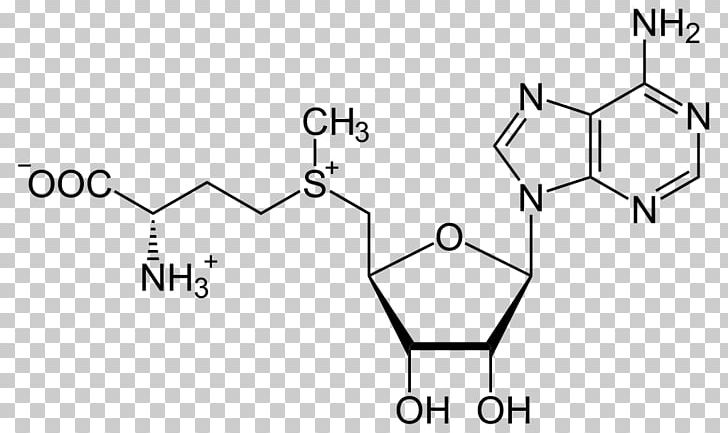 Dietary Supplement S-Adenosyl Methionine Adenosine Triphosphate Adenosylmethionine Decarboxylase PNG, Clipart, Adenosine Triphosphate, Angle, Area, Black And White, Cell Free PNG Download