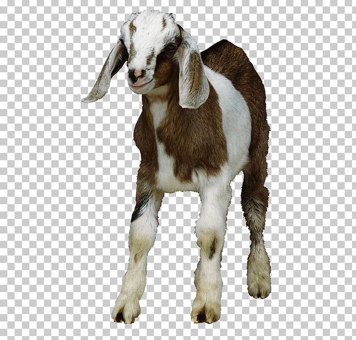 Goat Sheep PNG, Clipart, Animal, Animals, Cattle, Cow Goat Family, Download Free PNG Download