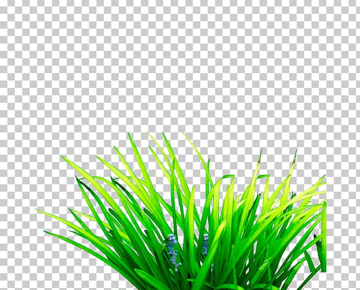 Scutch Grass Computer File PNG, Clipart, Artificial Grass, Cartoon Grass, Computer File, Creative Grass, Cynodon Free PNG Download