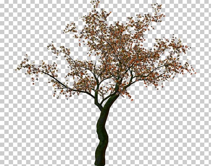 Tree PNG, Clipart, Agac, Ash, Blossom, Branch, Dryad Free PNG Download