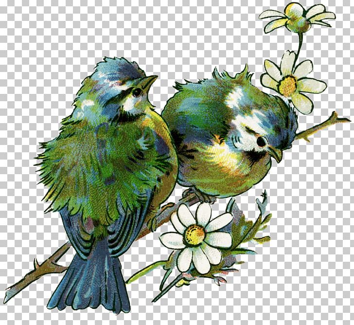 Bird Drawing Wall Decal PNG, Clipart, Animals, Beak, Bird, Branch, Chickadee Free PNG Download